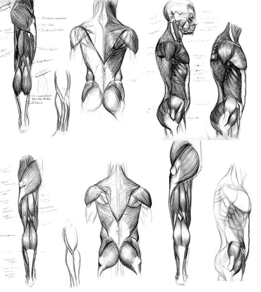 Мышцы спины для художников