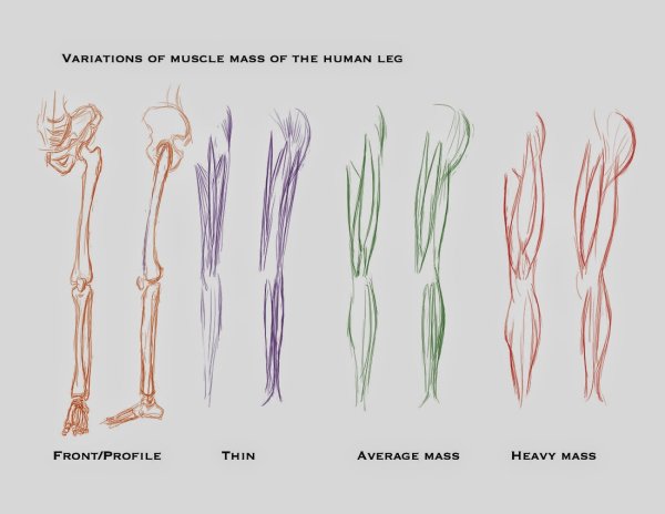 Types of muscle рисунок