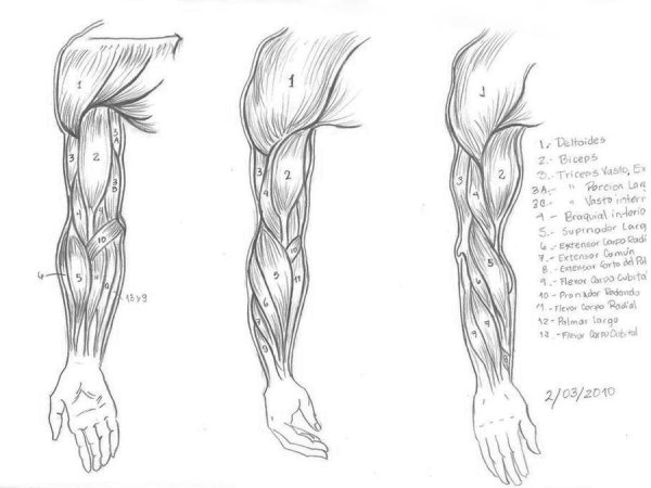 Бесцветный рисунок мышцы руки
