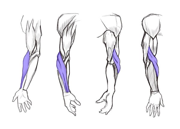 Флажок мышцы рисовать