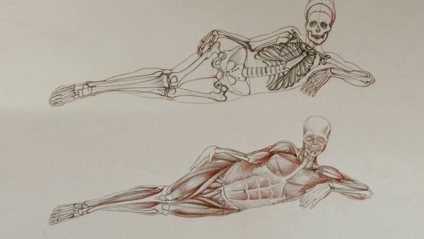 Скелет для рисования мышц