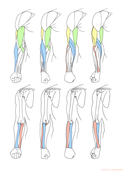 Мышцы рук референс