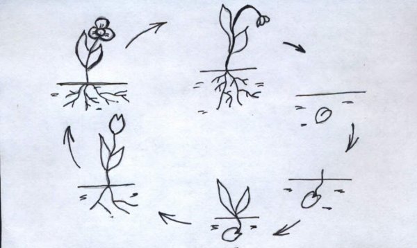 Семена растений задания для дошкольников