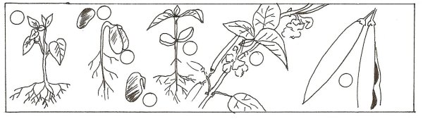 Семена растений раскраска для детей