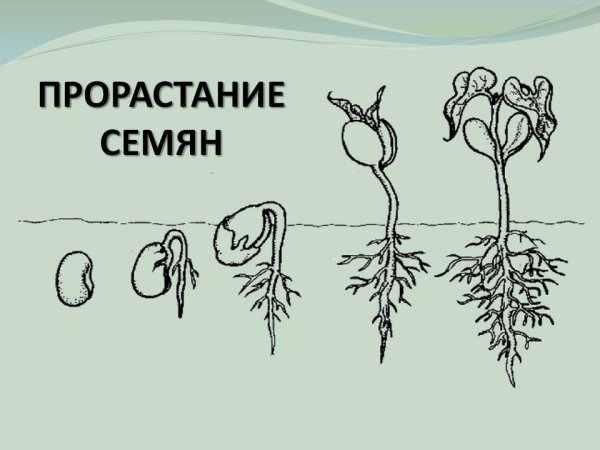 Схема рисунок прорастание семени