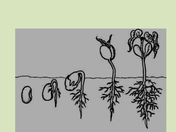 Схема прорастания семян