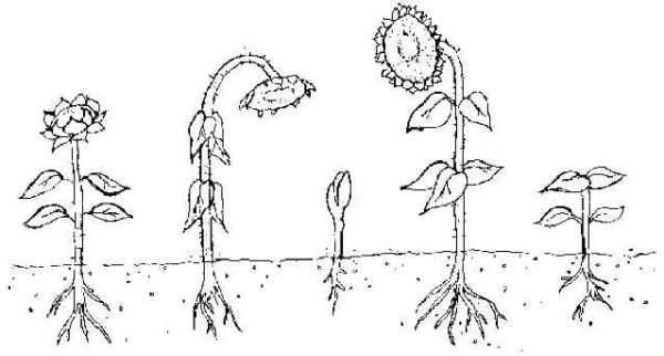 Раскраска рост растений