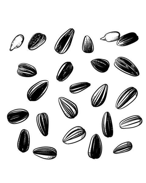 Семена раскраска