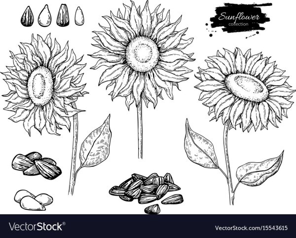 Семена подсолнечника раскраска