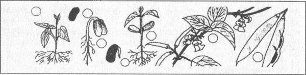 Размножение семенами рисунок