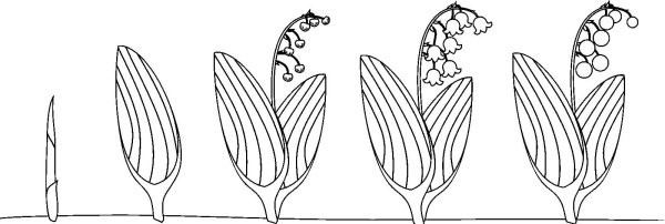Раскраска семена растений