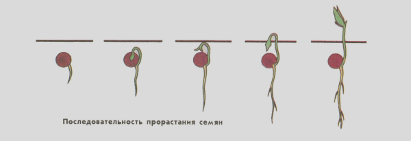 Схема прорастания гороха