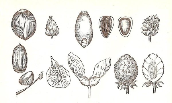 Плод семянка Зерновка орех