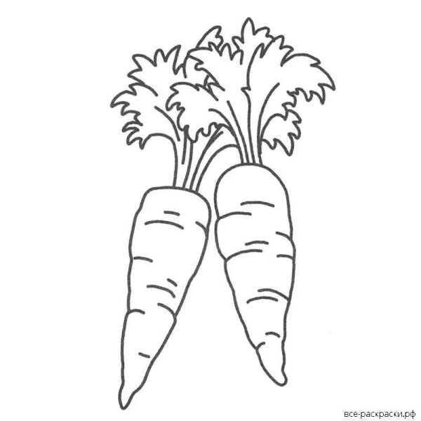 Раскраска 2 морковки