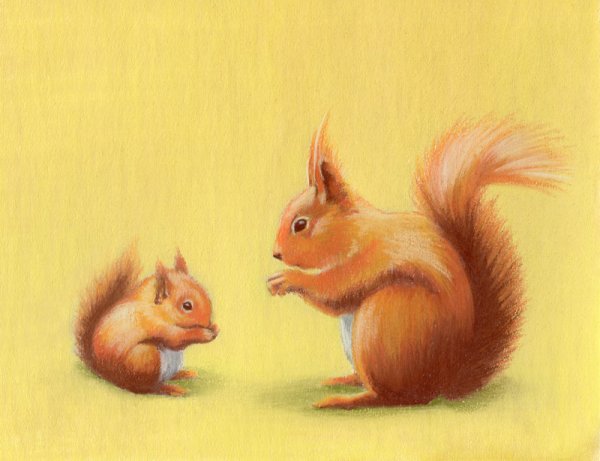 Рисунок белки