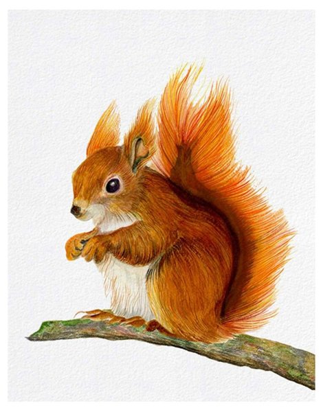 Белка для детей