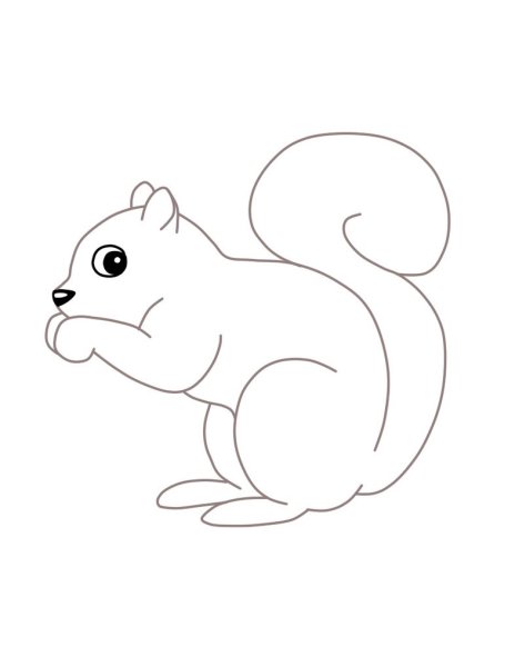 Рисование белки