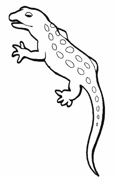 Ящерица рисунок карандашом