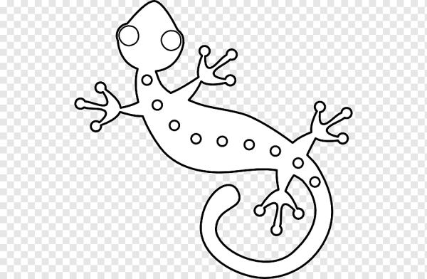 Тритон обыкновенный рисунок карандашом