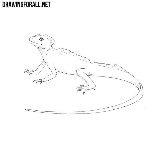 Прыткая ящерица биология