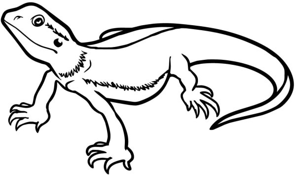 Дорисовать хвост ящерицы