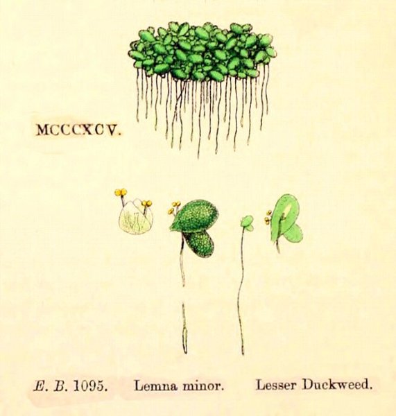 Ряска малая гербарий