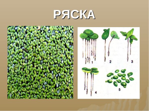 Ряска малая строение