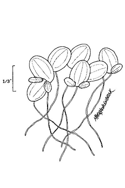 Ряска корни