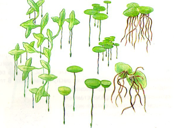 Ряска строение растения