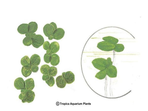 Ряска строение