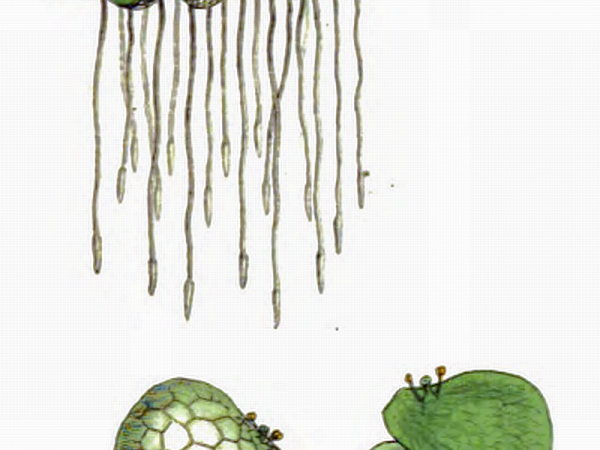 Ряска корни