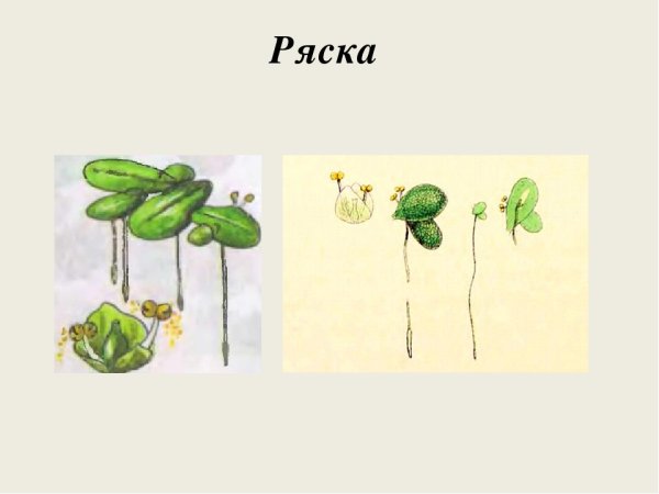 Ряска малая строение