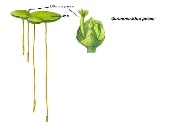 Ряска малая диаграмма