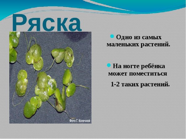 Ряска рисунок