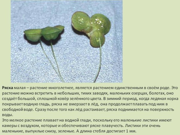 Ряска рисунок