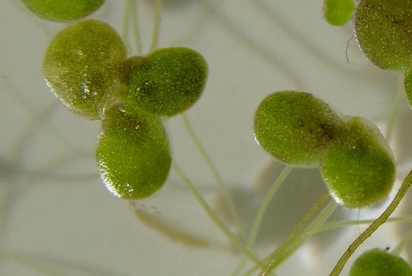 Ряска малая Lemna Minor