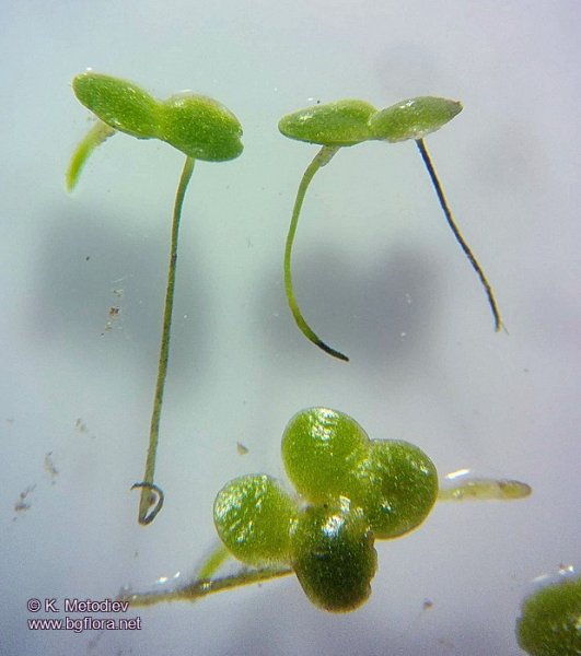 Ряска обыкновенная