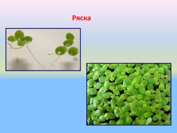 Ряска малая схематично
