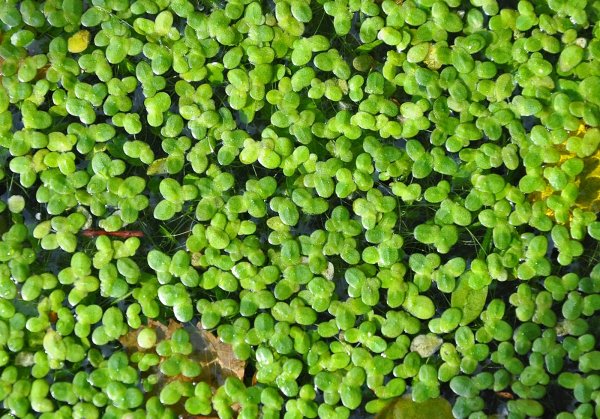 Ряска трёхдольная