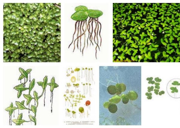 Lemna Minor Ряска