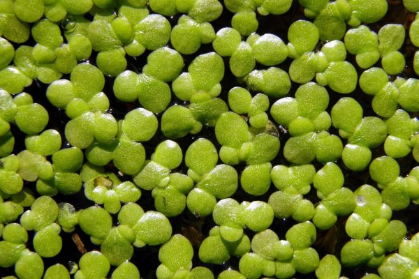 Микрокарпея Минима