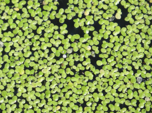 Ряска малая