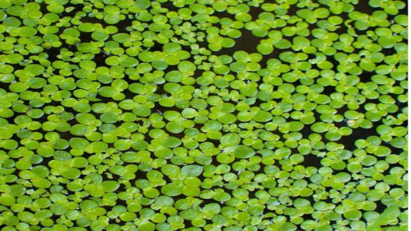 Ряска первоцвет