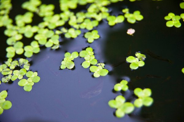 Ряска аквариумное растение