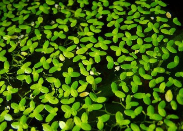 Строение ряски схема