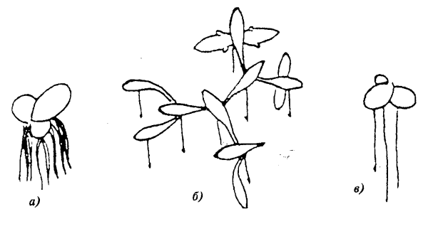 Ряска малая Ботанический рисунок