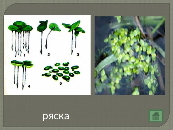 Ряска трехраздельная