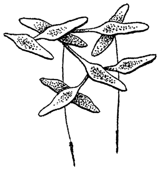 Ряска картинка для детей