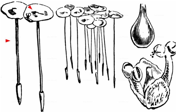 Ряска рисунок