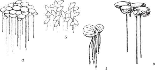Ряска на прозрачном фоне